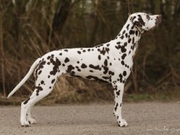 Fee Amilia vom Hause Fiedanu „Mia“